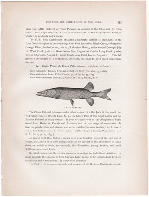 CHAIN PICKEREL